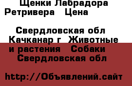 Щенки Лабрадора Ретривера › Цена ­ 18 500 - Свердловская обл., Качканар г. Животные и растения » Собаки   . Свердловская обл.